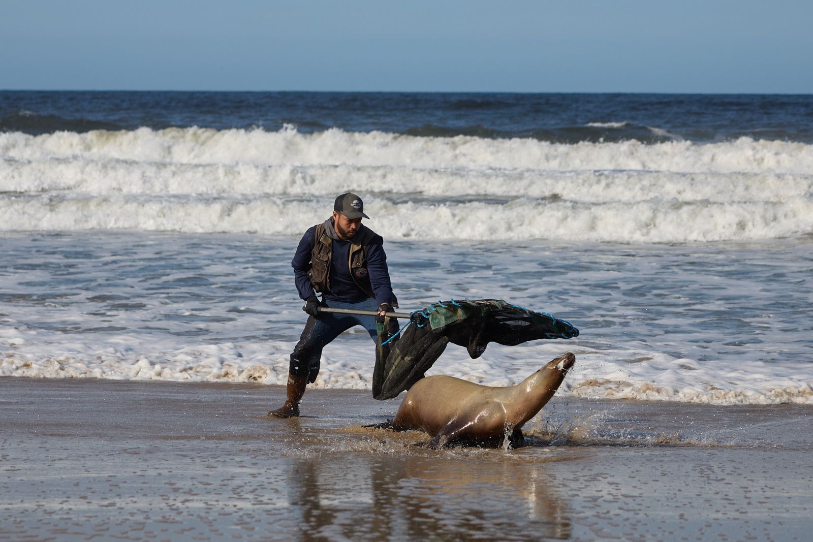 Tylko wyspecjalizowane osoby mogą zbliżać się do chorych zwierząt