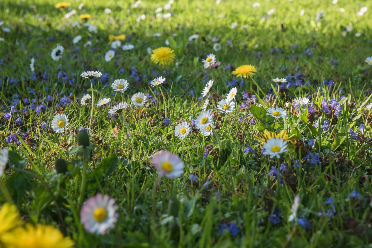 Flowering meadows: A beautiful and eco-friendly garden trend