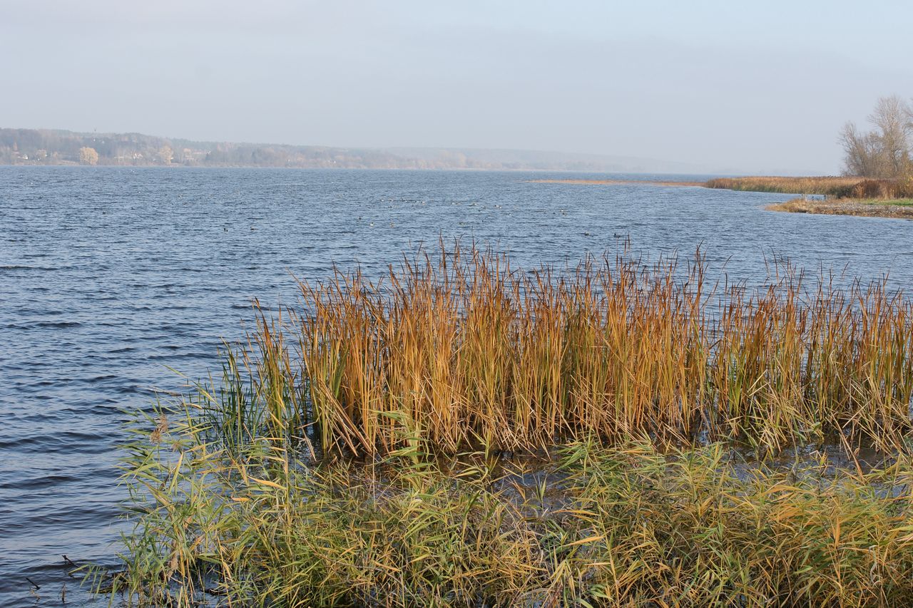 Włocławek: Jezioro Czarne zanieczyszczone nieznaną substancją
