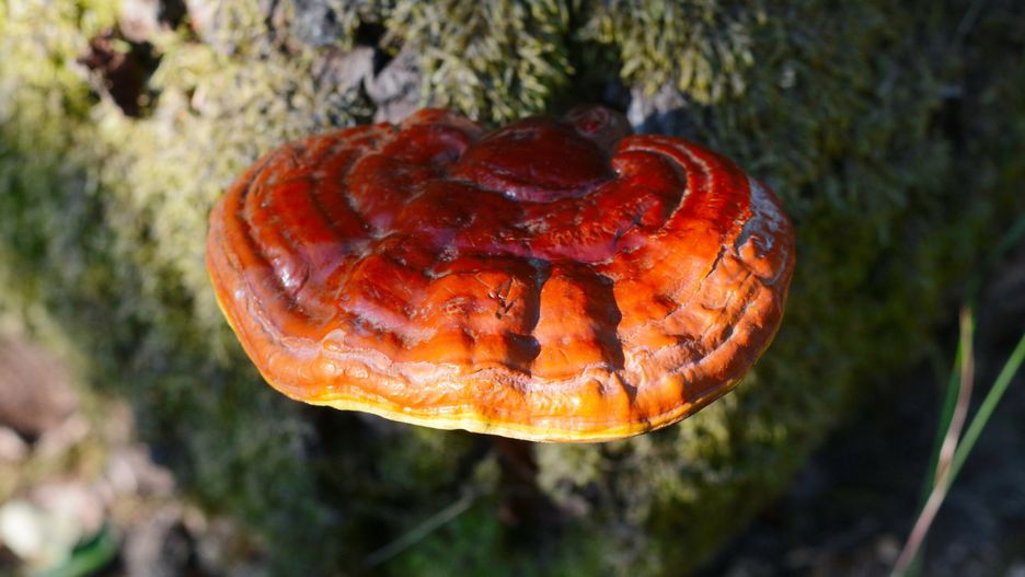 W Polsce lakownica żółtawa jest objęta częściową ochroną