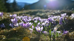 Kiedy koniec zimy 2026. Wszyscy czekają na wiosnę. Prognozy długoterminowe zaskakują