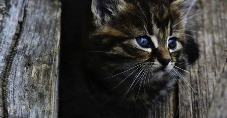 Bestialsko zabił kota. Teraz usłyszał wyrok
