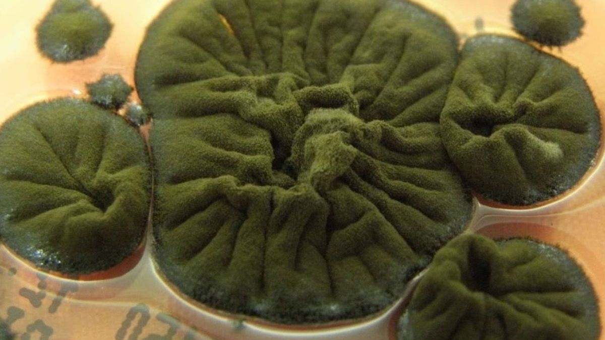 Cladosporium sphaerospermum wyhodowana w hodowli laboratoryjnej