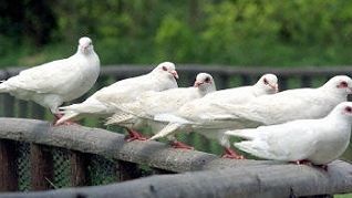 Gołębie latają wzdłuż ulic i autostrad