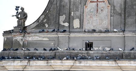 Księża wściekli na pomysł PiS. Gołębie odchody zapaskudzą dachy