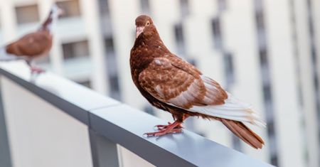 Moja babcia zawsze na wiosnę pryska balkon tą miksturą. Gołębie omijają go z daleka