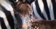Kenia. Na świat przyszła bardzo rzadko spotykana Zebra. Jedna na miliard