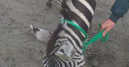 Lubelszczyzna. Zebra na gigancie