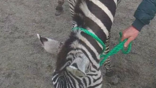 Zebra - uciekinierka wywołała zamieszanie w Wąwolnicy na Lubelszczyźnie