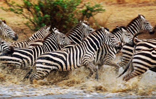 Wielkie Migracje z National Geographic