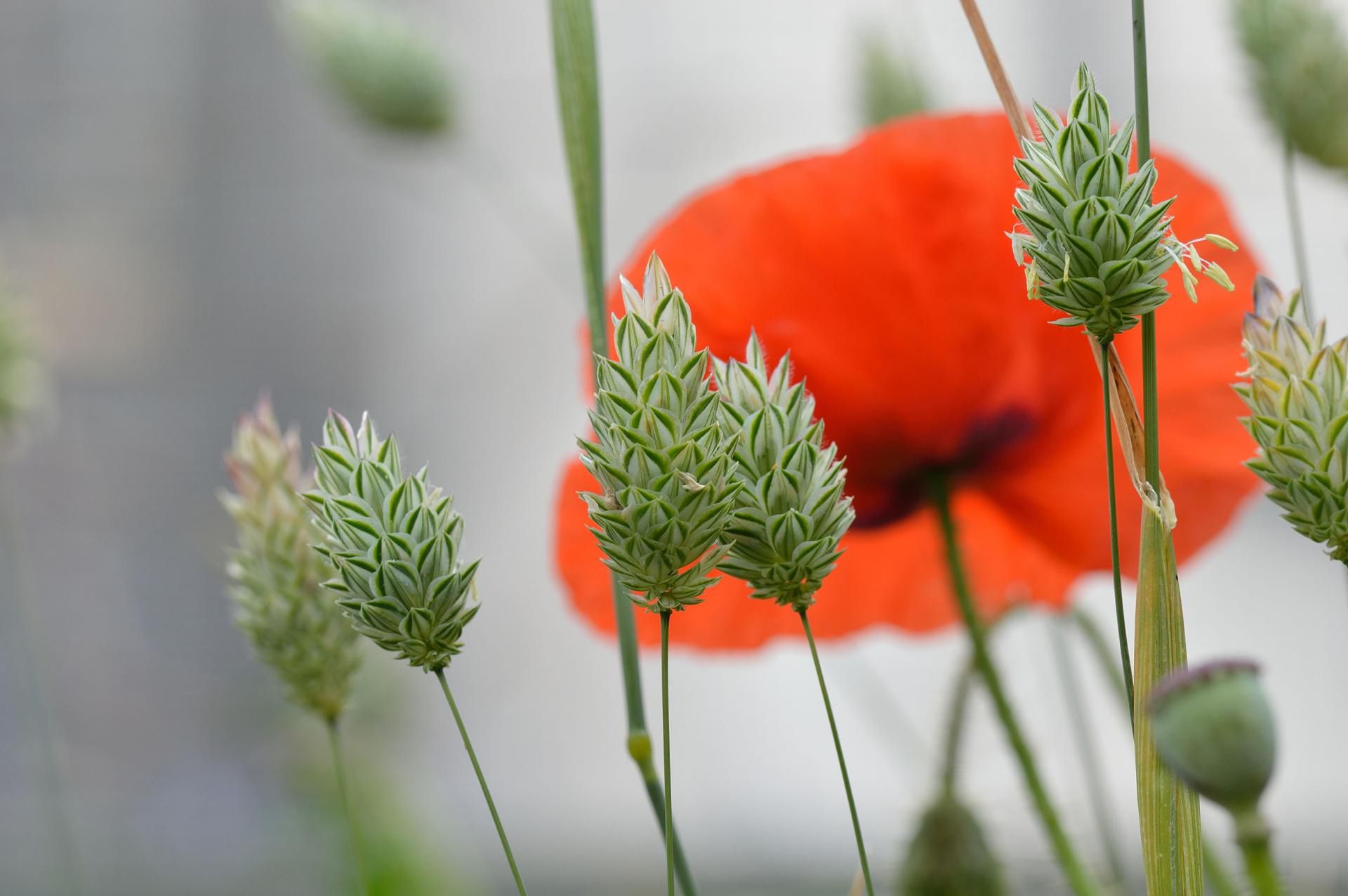 Mozga kanaryjska/123RF