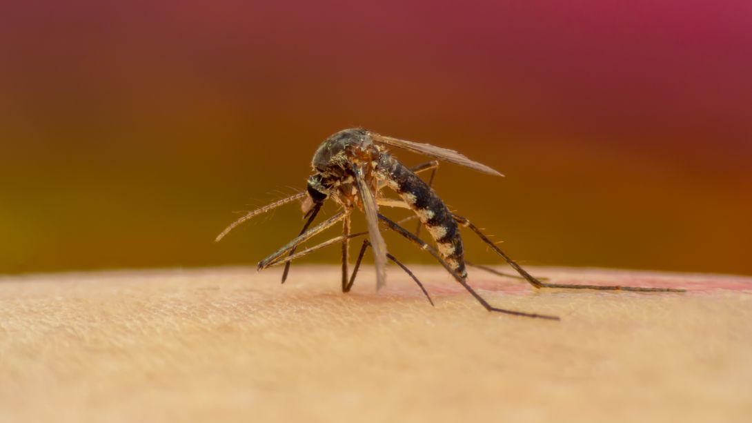 Dirofilarioza to stosunkowo rzadka pasożytnicza choroba odzwierzęca przenoszona przez komary.