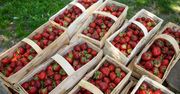 Horrendalne ceny truskawek. Kto je kupi?
