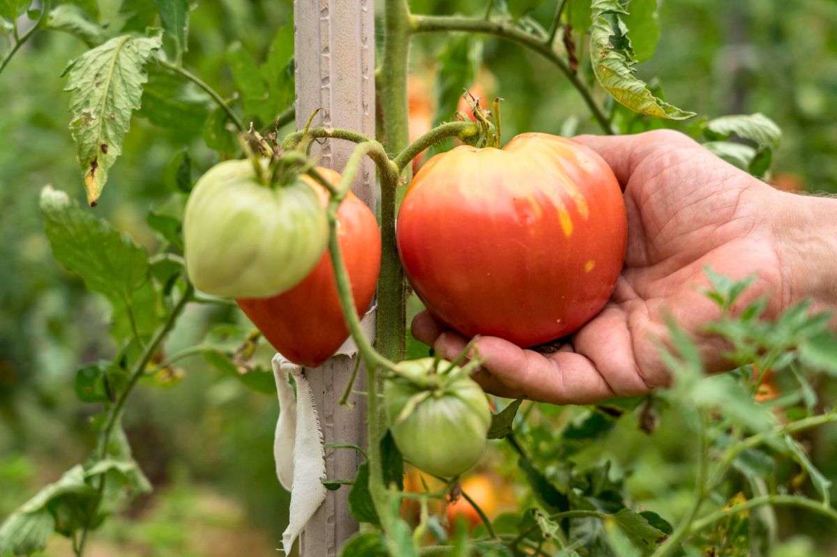 The woman is picking tomatoes from the bush.