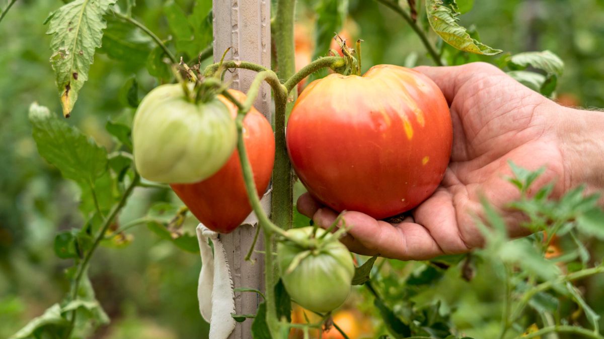 Kobieta zrywa pomidory z krzaka