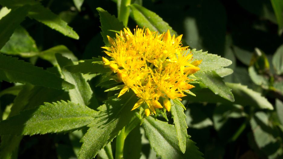 Medicinal plants Golden Root, Rhodiola rosea.Family Crassulaceae. Rhodiola rosea is used as a tea to relieve fatigue, exhaustion, to improve performance and endurance.Inventoriinsect, flower, inflorescence, nature, yellow, alternative medicine, beauty in nature, beauty, golden root, rhodiola rosea, leaves, plants, flora, color, golden, herbs, medicinal plants, macro, image