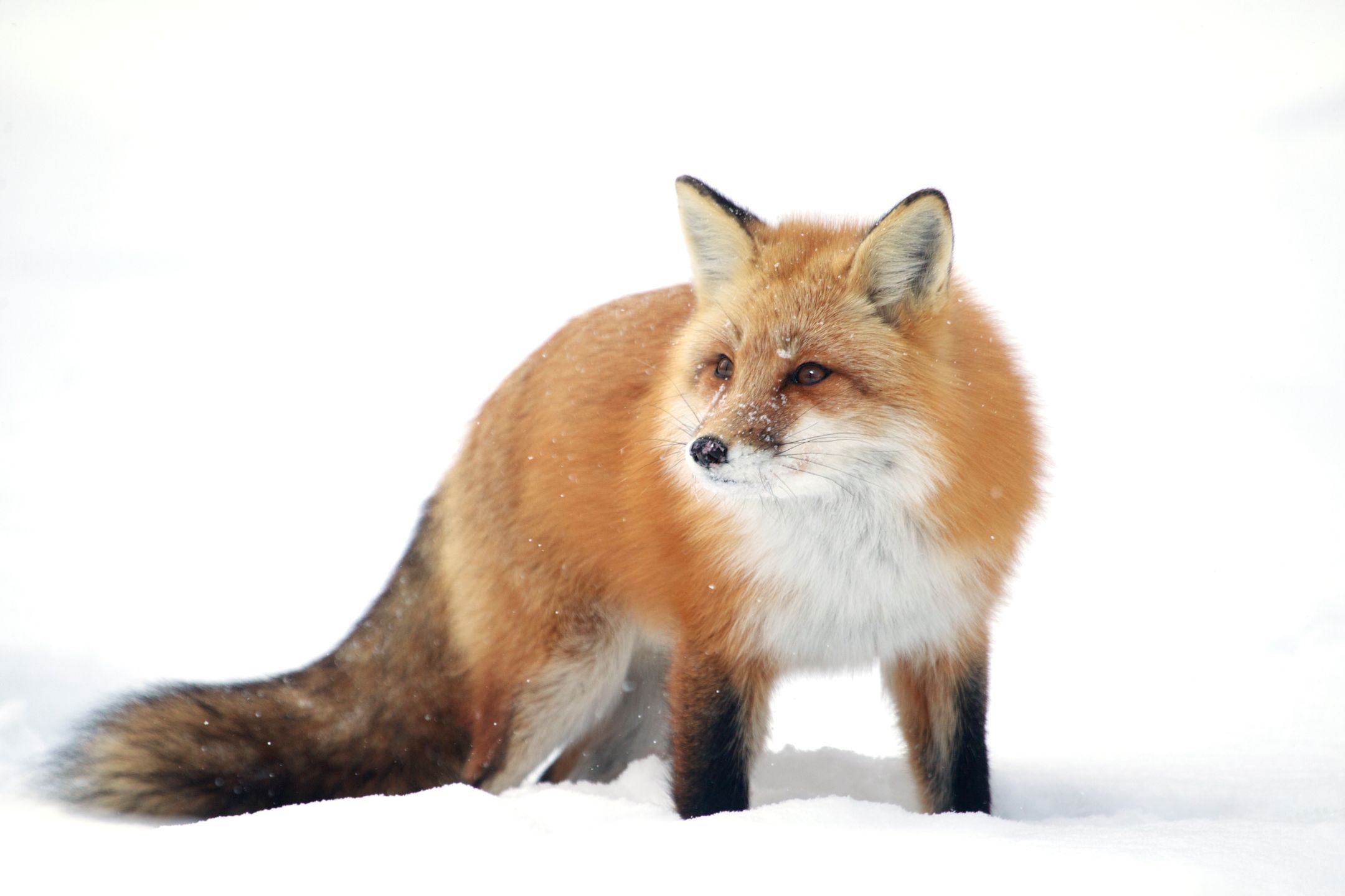 Największy konkurs fotograficzny świata na finiszu, a już zgłoszono mnóstwo świetnych zdjęć 18