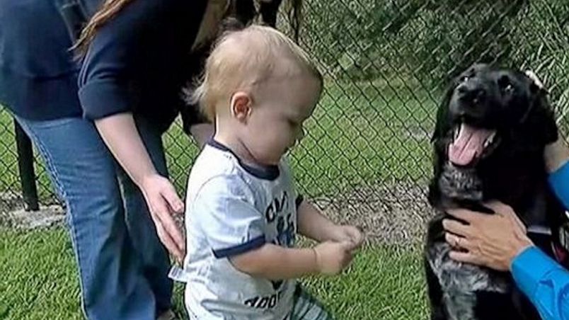 Pies zdemaskował nianię