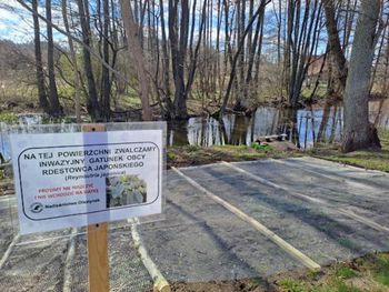 "Zwalczamy inwazyjny gatunek obcy". Leśnicy pokazali innowacyjną metodę