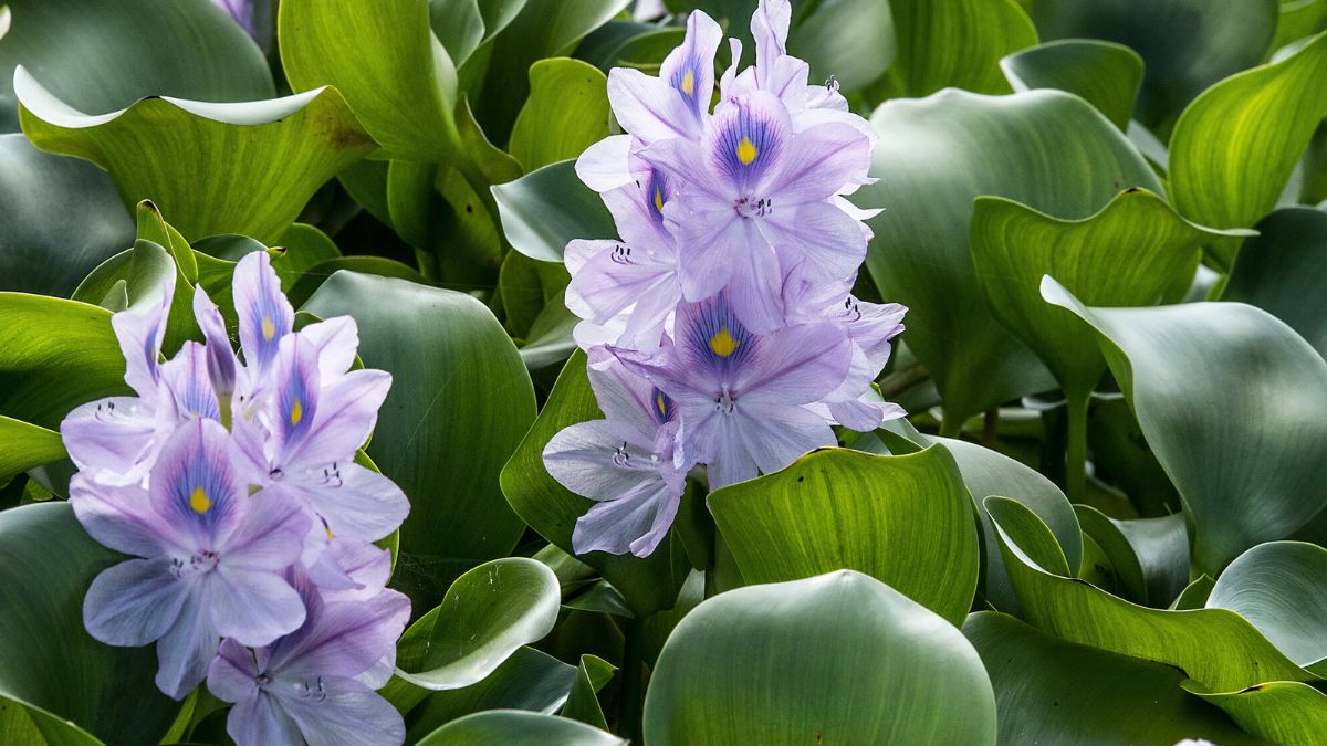 Eichornia gruboogonkowa