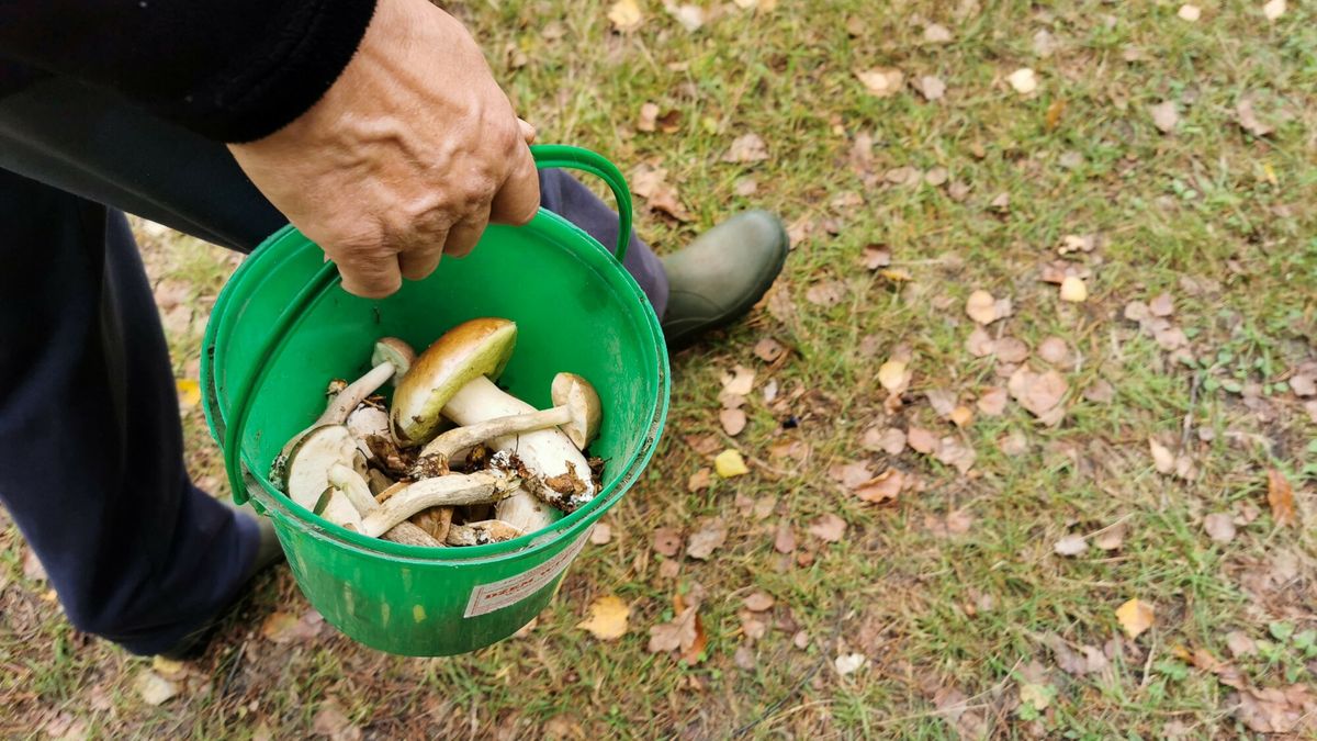 W lasach pojawiły się trujące grzyby