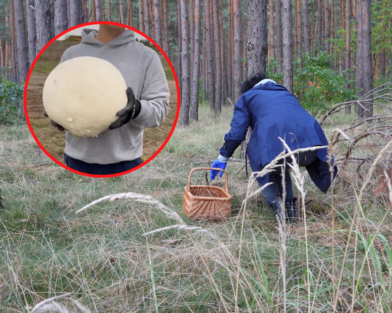 Ludzie patrzą i nie wierzą. Pokazała filmik z grzybobrania