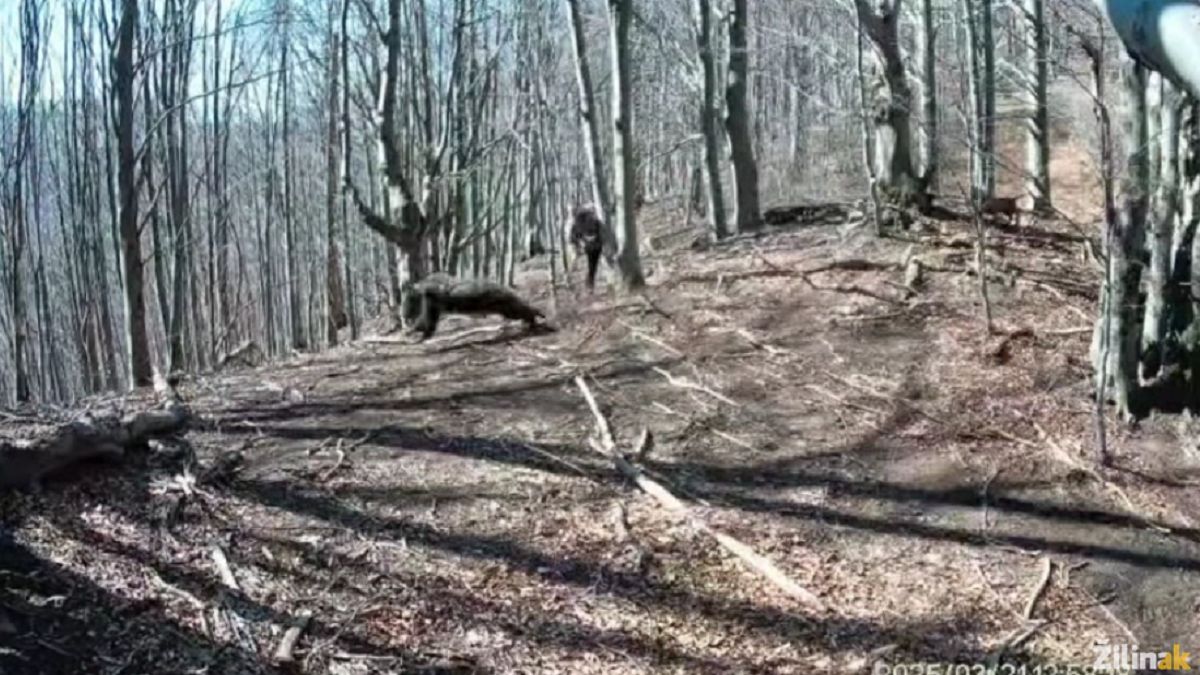 Mężczyzna bronił się siekierą przed atakiem niedźwiedzicy