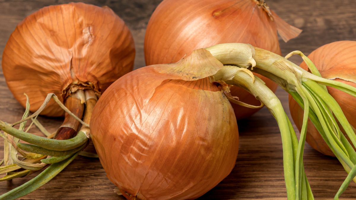 Czy taką cebulę można bezpiecznie zjeść?