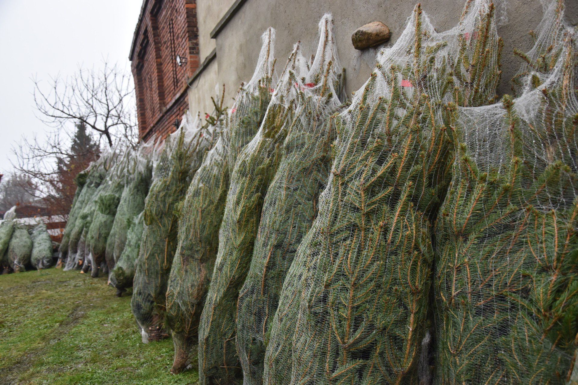 Choinki ze szczytnym przesłaniem