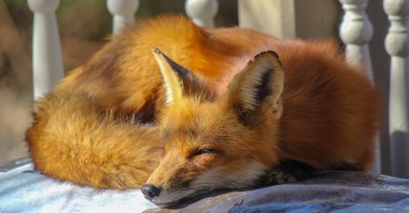 Firefox już prawie naprawiony. Pokazujemy jak zainstalować łatkę