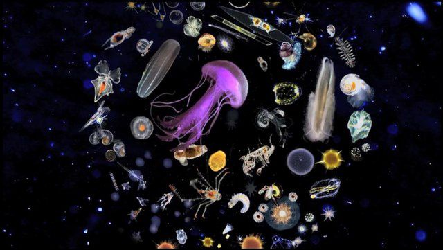 Jesteście ciekawi, jak dokładnie wygląda plankton? [wideo]