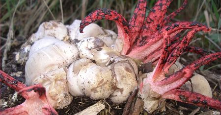 "Palce diabła" w małopolskim lesie. To gatunek z Australii