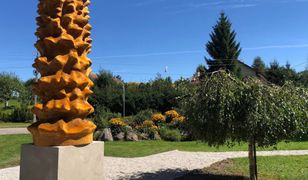 Postawili czterometrowy pomnik sękacza. Oto ile kosztował