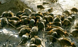 Plaga szczurów w centrum Gdańska. Miasto ruszyło z kampanią