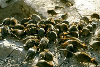 Plaga szczurów w centrum Gdańska. Miasto ruszyło z kampanią