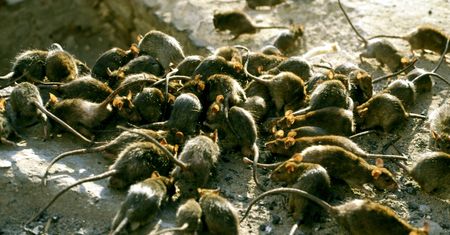 Plaga szczurów w centrum Gdańska. Miasto ruszyło z kampanią