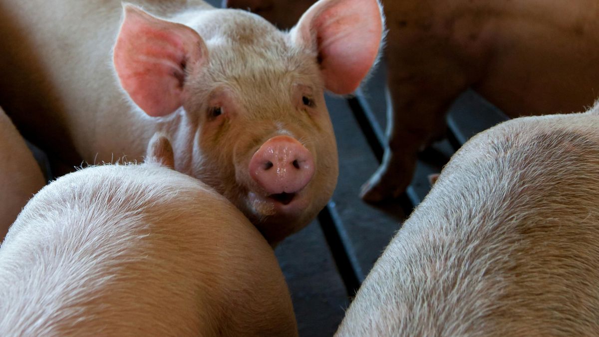 Niemcy budują "wieżowiec dla świń"