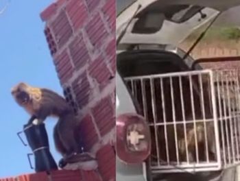 Kapucynka wtargnęła do zoologii. Musiała interweniować policja