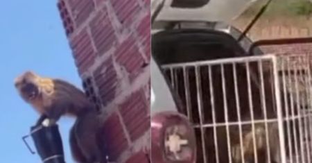 Kapucynka wtargnęła do zoologii. Musiała interweniować policja