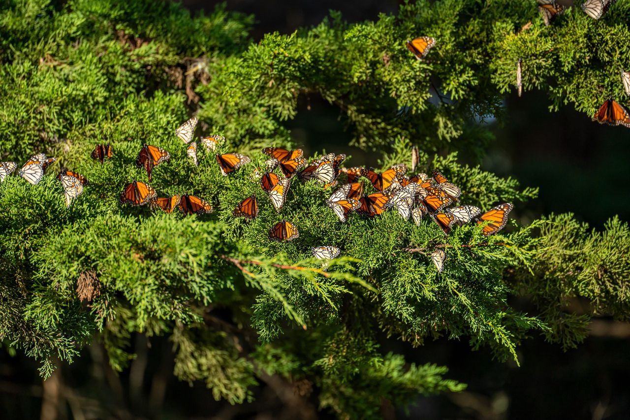 American butterfly populations plummet: A crisis unfolds