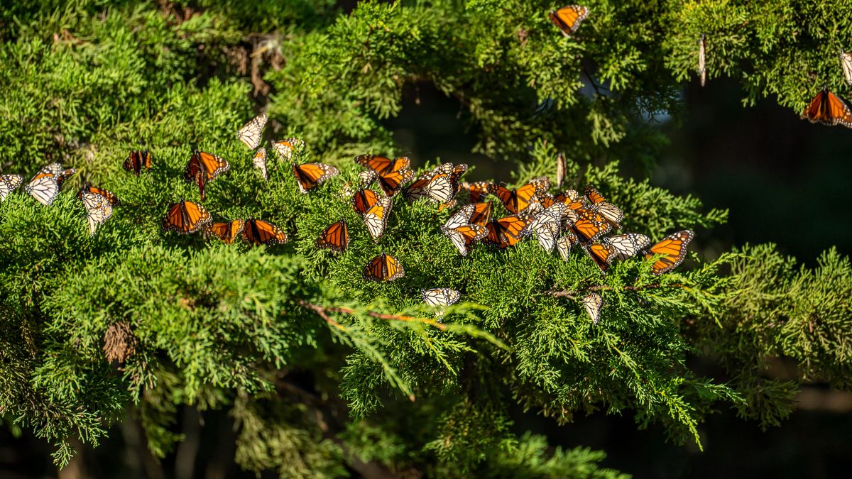 Naukowcy szukają rozwiązań, aby odbudować populację motyli 
