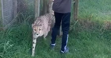 Gepard zakradł się do nastolatki od tyłu. Chciał przegryźć jej gardło