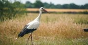 Warmia i Mazury: Powstał 127. rezerwat przyrody w regionie
