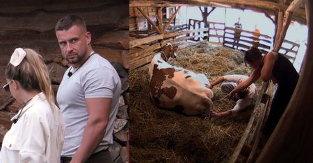 "Farma": Uczestnicy programu będą musieli przyjąć poród krowy? "Czop wyszedł!" (WIDEO)