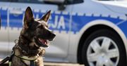 Tarnobrzeg: Spotkanie z psem służbowym w szkole
