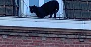 Grasowała po dachach. Teraz nagle zniknęła