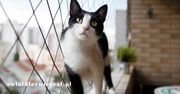 Siatka na okno i balkon dla kota – zadbaj o bezpieczeństwo swojego pupila