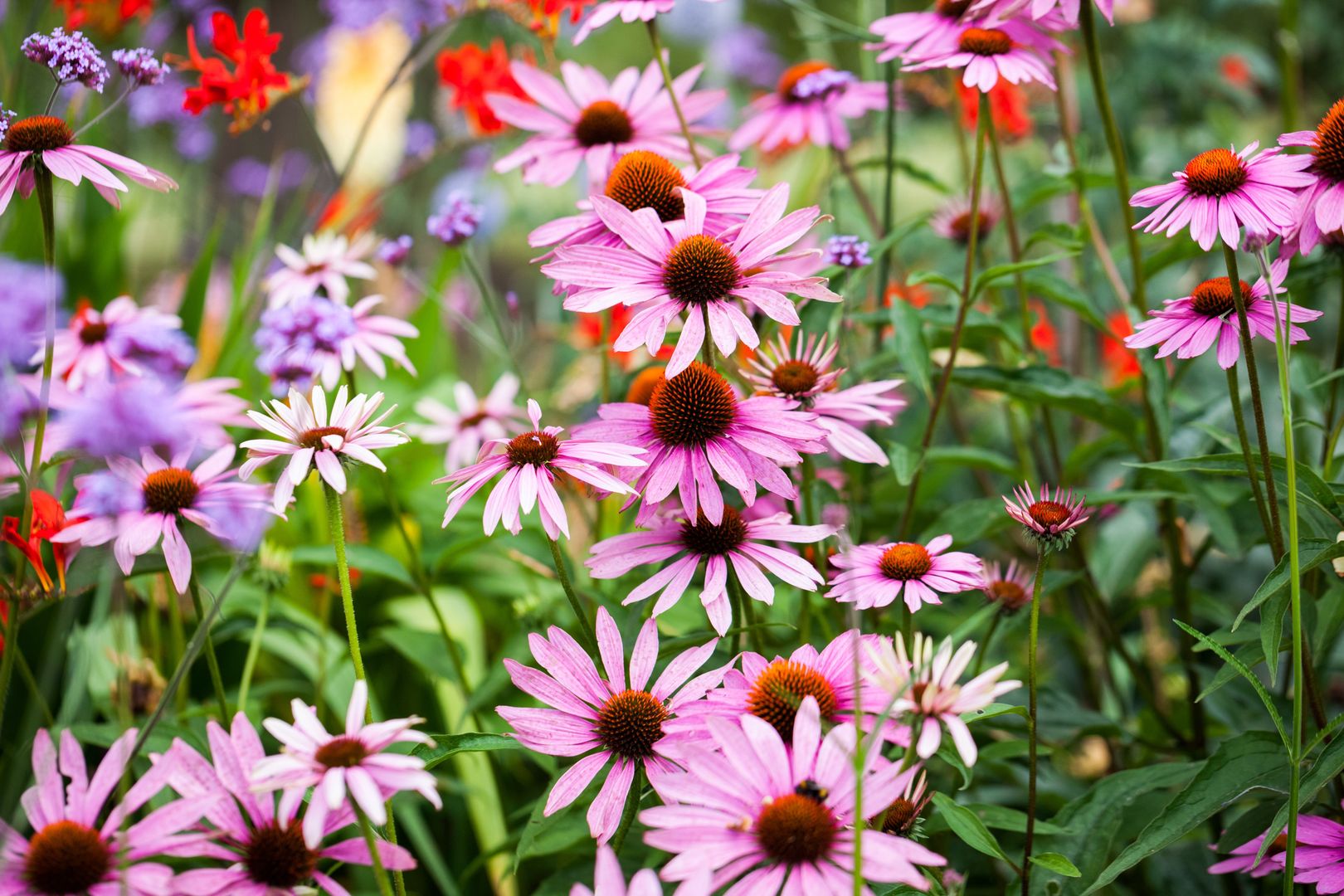 london, echinacea, closeup, pale, botanic, petals, medicine, tea, flora, pallida, purple, indian, garden, real, plants, background, species, health, uk, photography, remedy, natural, spring, medical, herbal, flower, botanical, summer, blossom, bee, bloom, treatment, violet, coneflower, pollen, purpurea, beautiful, nature, botany
