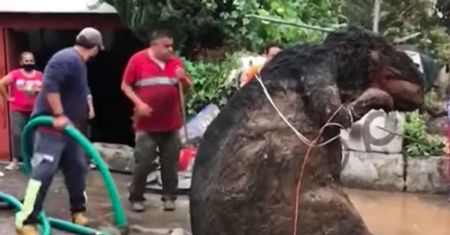 Szczur gigant w kanalizacji. Stał się hitem internetu