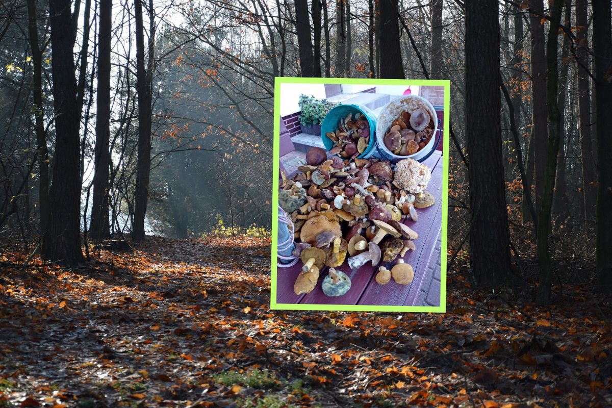 Grzyby wysypywały się z wiader. Grzybiarka pochwaliła się zbiorami